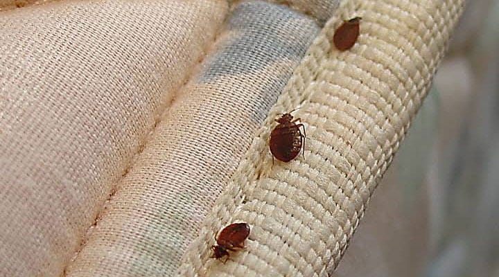 How To Permanently Get Rid Of Bedbugs From Your House