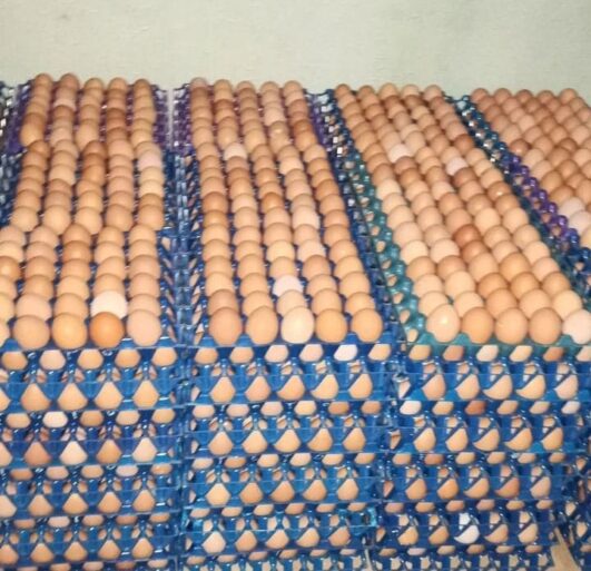 How To Start A Eggs Wholesale Business In Kenya — NAIROBIminiBLOGGERS