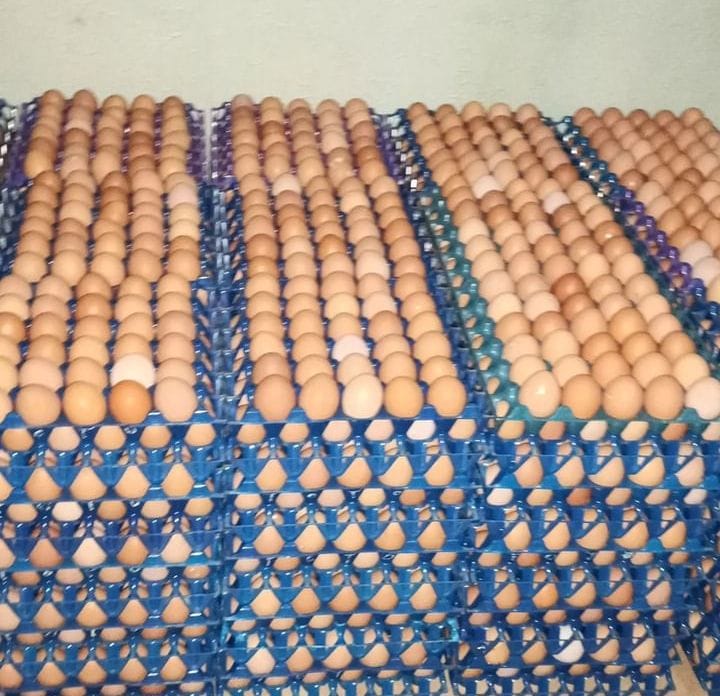 How To Start A Eggs Wholesale Business In Kenya