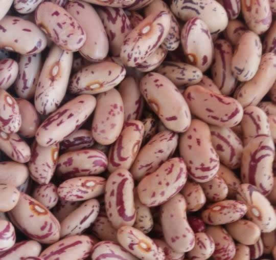 Top 10 Types of Beans Grown in Kenya